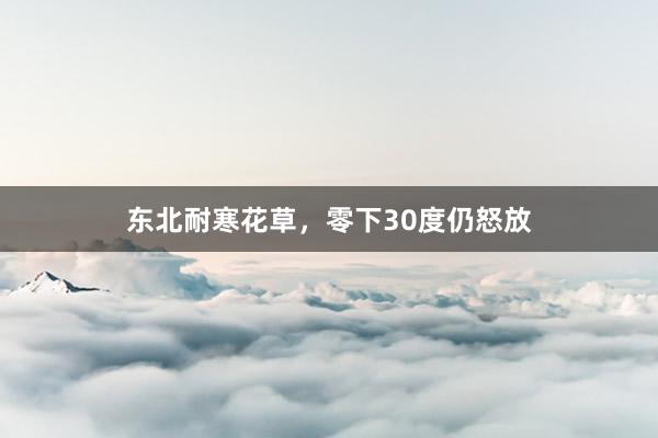 东北耐寒花草，零下30度仍怒放