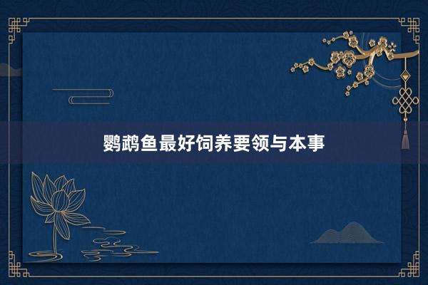 鹦鹉鱼最好饲养要领与本事